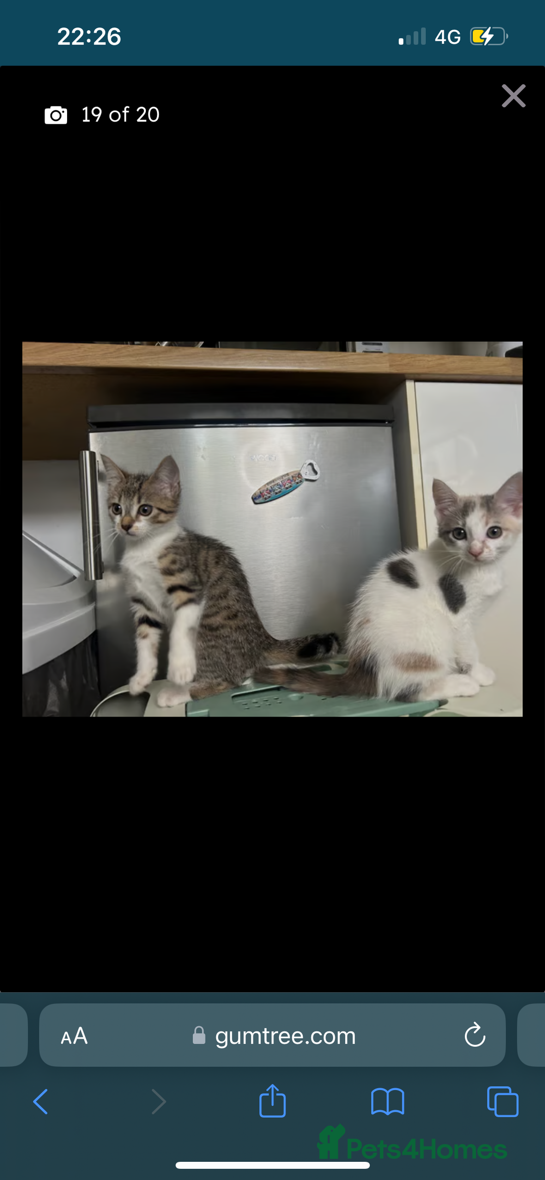 British Shorthair cats for sale: One female kitten for sale - Advert 37