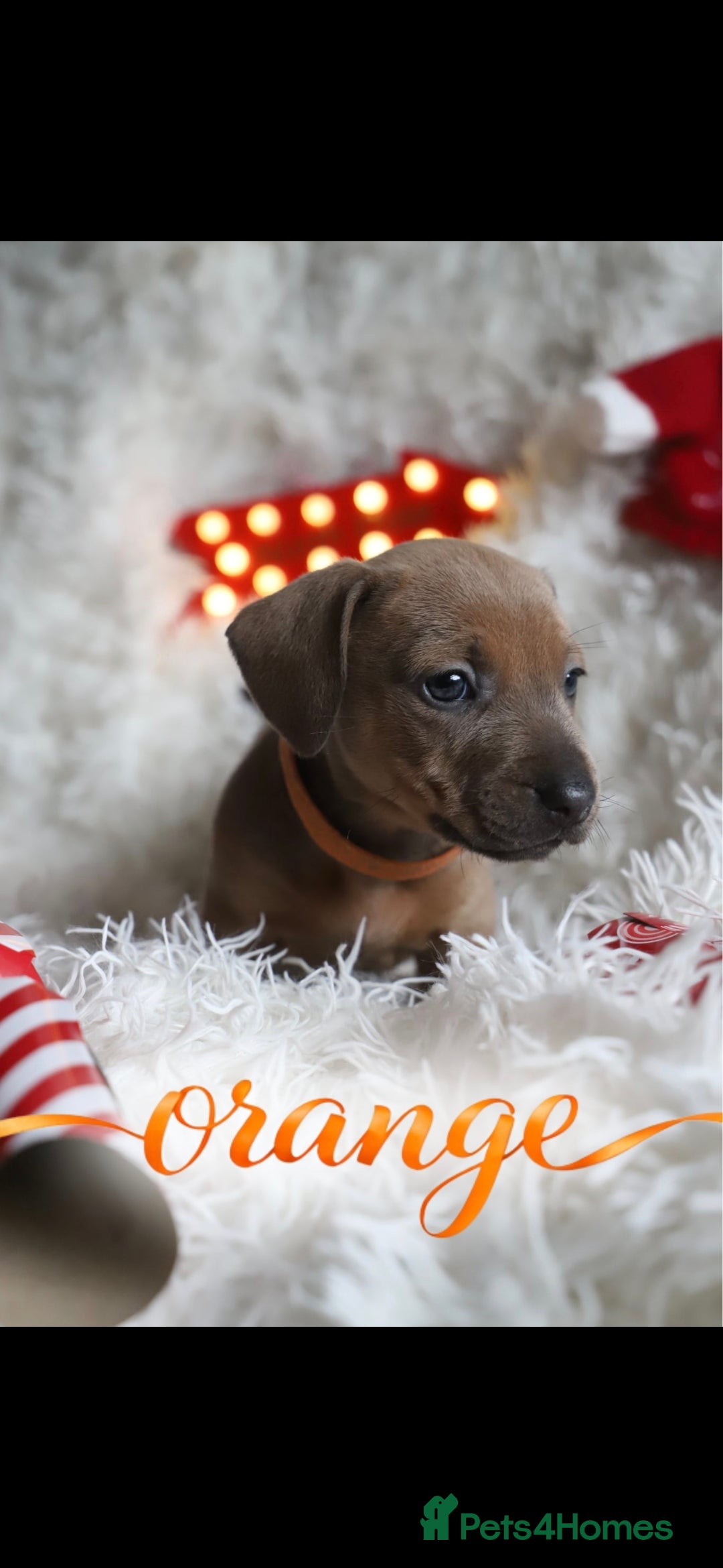 Mixed Breed dogs for sale: Puppies for sale  - Advert 4