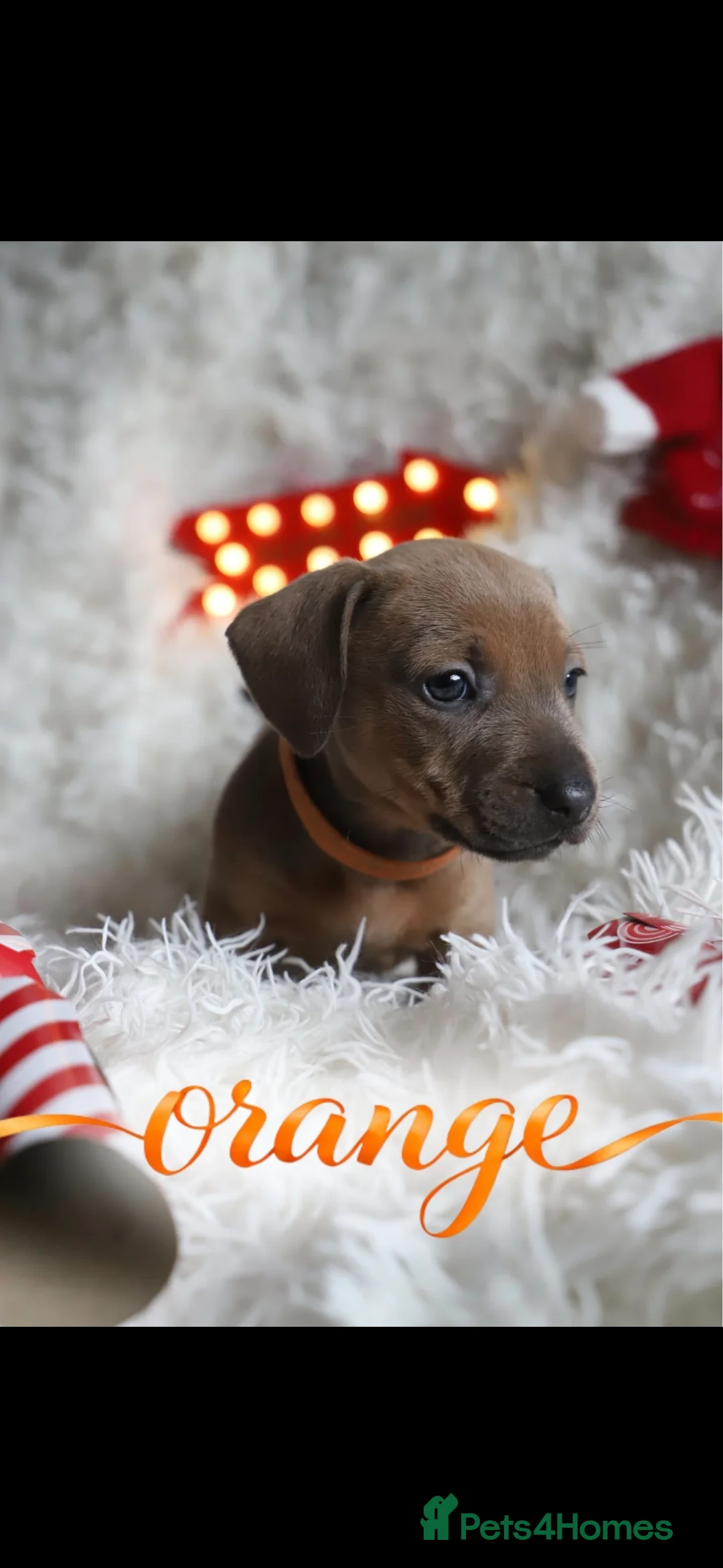 Mixed Breed dogs for sale: Puppies for sale  - Advert 4