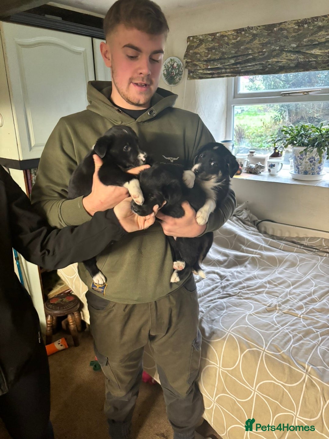 Border Collie dogs for sale: 2 border collie puppies - Advert 8