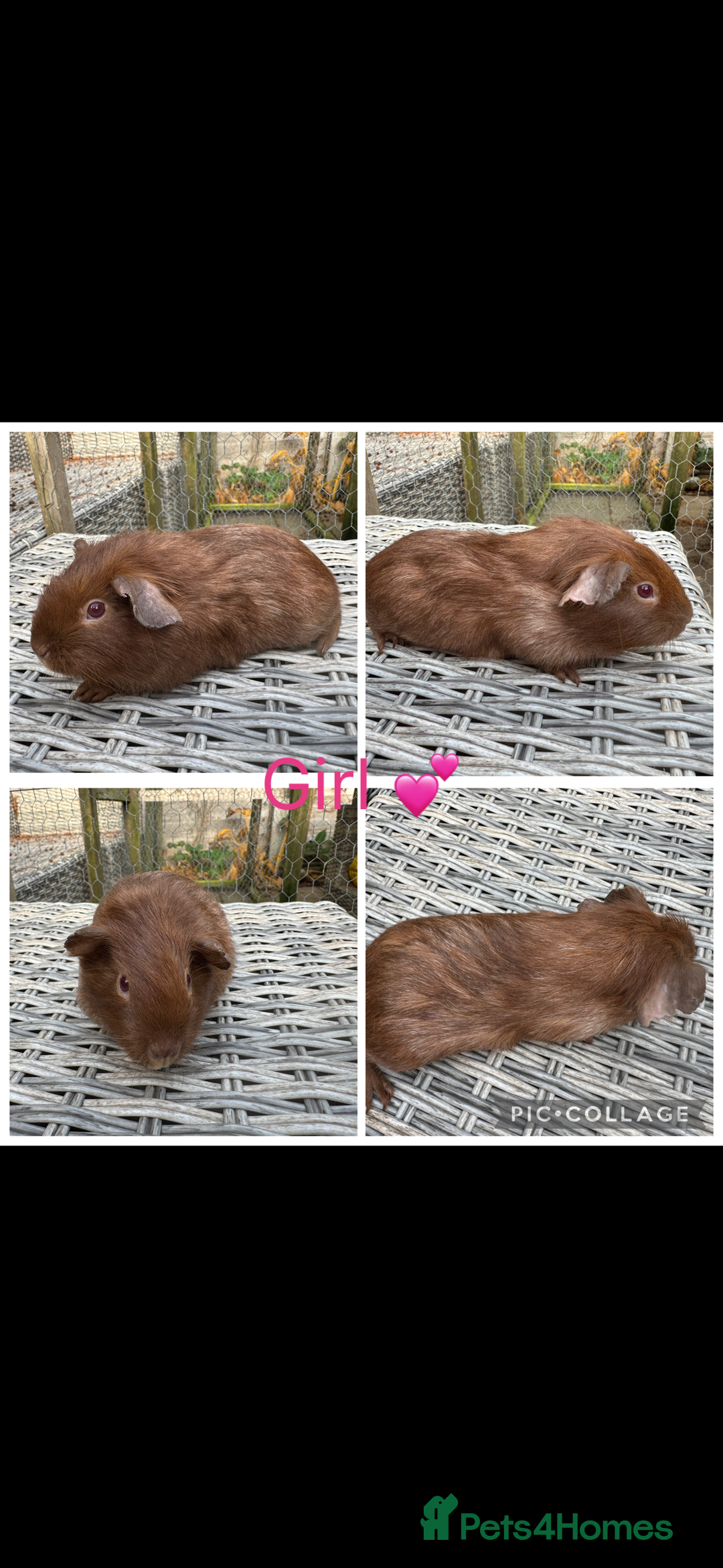 Guinea Pig rodents for sale: Mixture of Girl & Boy piggy’s looking for new laps - Advert 6