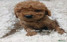 Cockapoo dogs for sale: Cockapoo Puppies PRA UNAFFECTED  - Advert 4