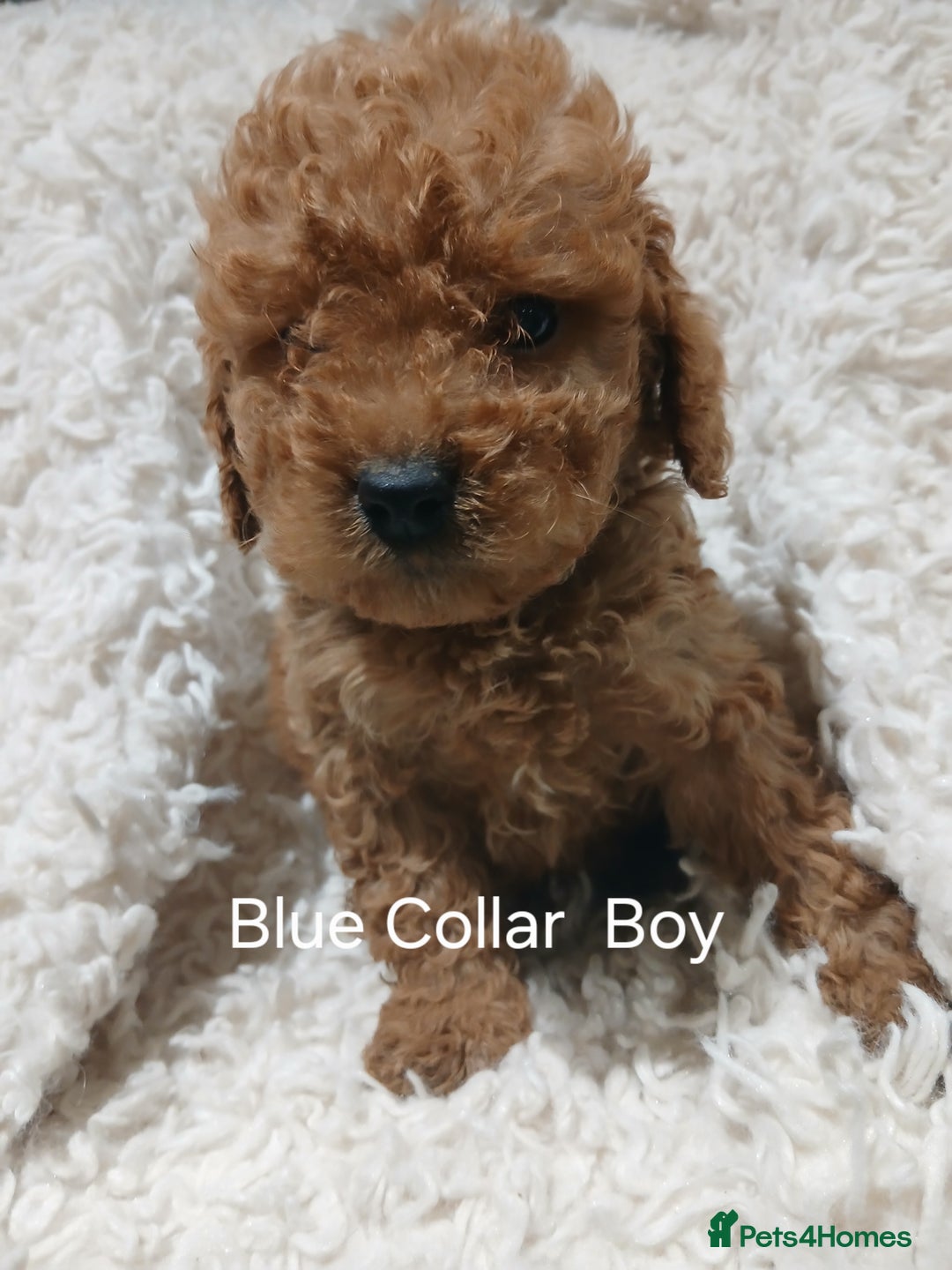 Cockapoo dogs for sale: Cockapoo Puppies PRA UNAFFECTED  - Advert 4