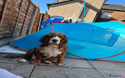 Cocker Spaniel dogs for sale: 6 year old female cocker spaniel  - Image 3