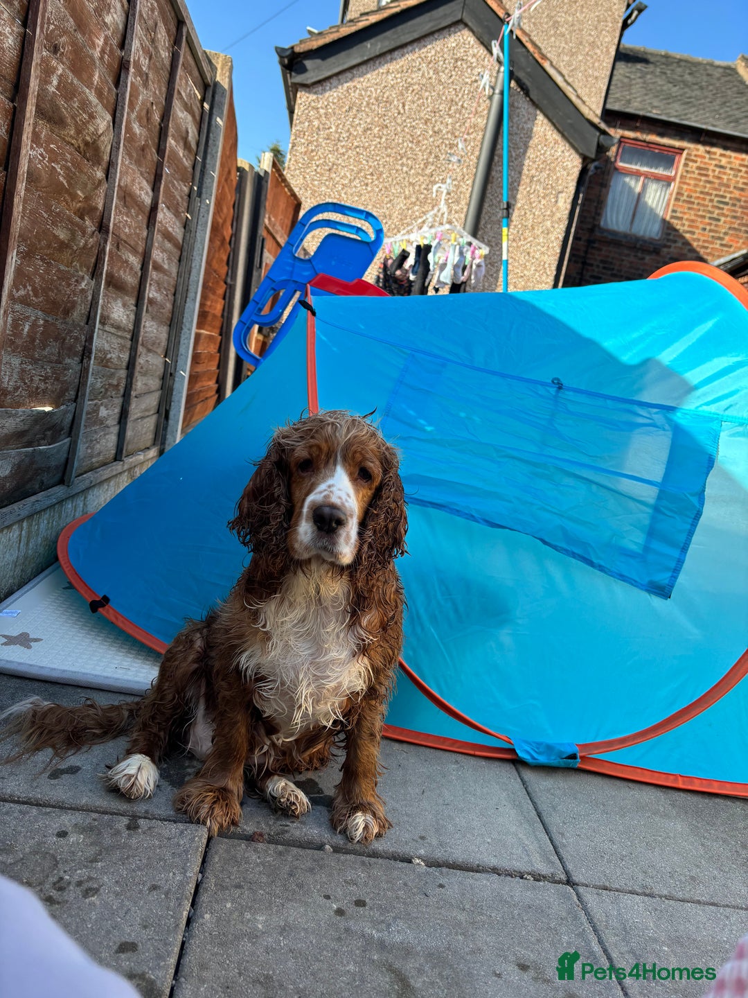 Cocker Spaniel dogs for sale: 6 year old female cocker spaniel  - Image 3