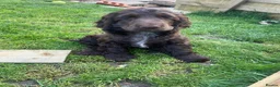 Cocker Spaniel dogs for sale: 100%show cocker spaniel kc reg   - Advert 14