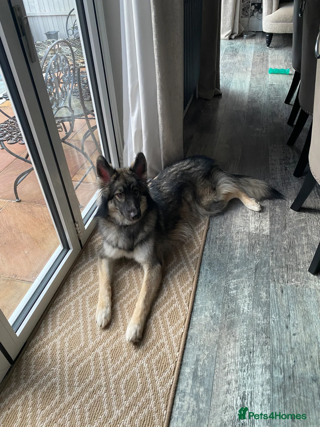 Shepsky dogs for sale: One year old beautiful Shepsky in Aylesbury - Advert 2