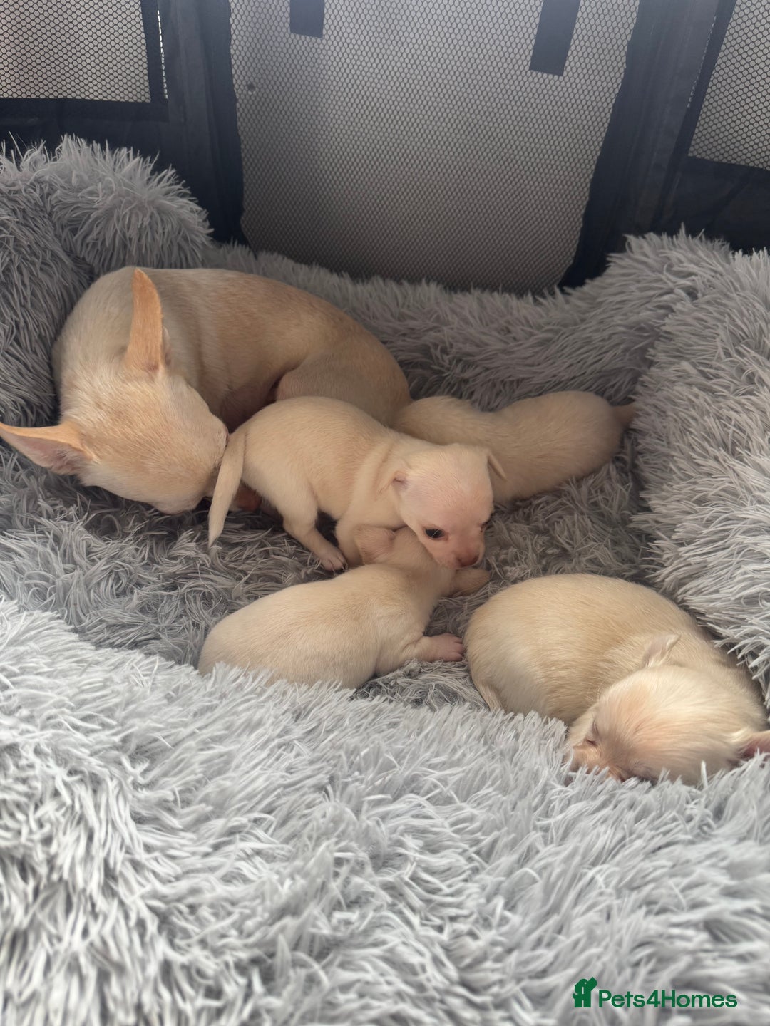 Chihuahua dogs for sale: Double chocolate platinum baby’s  - Image 18
