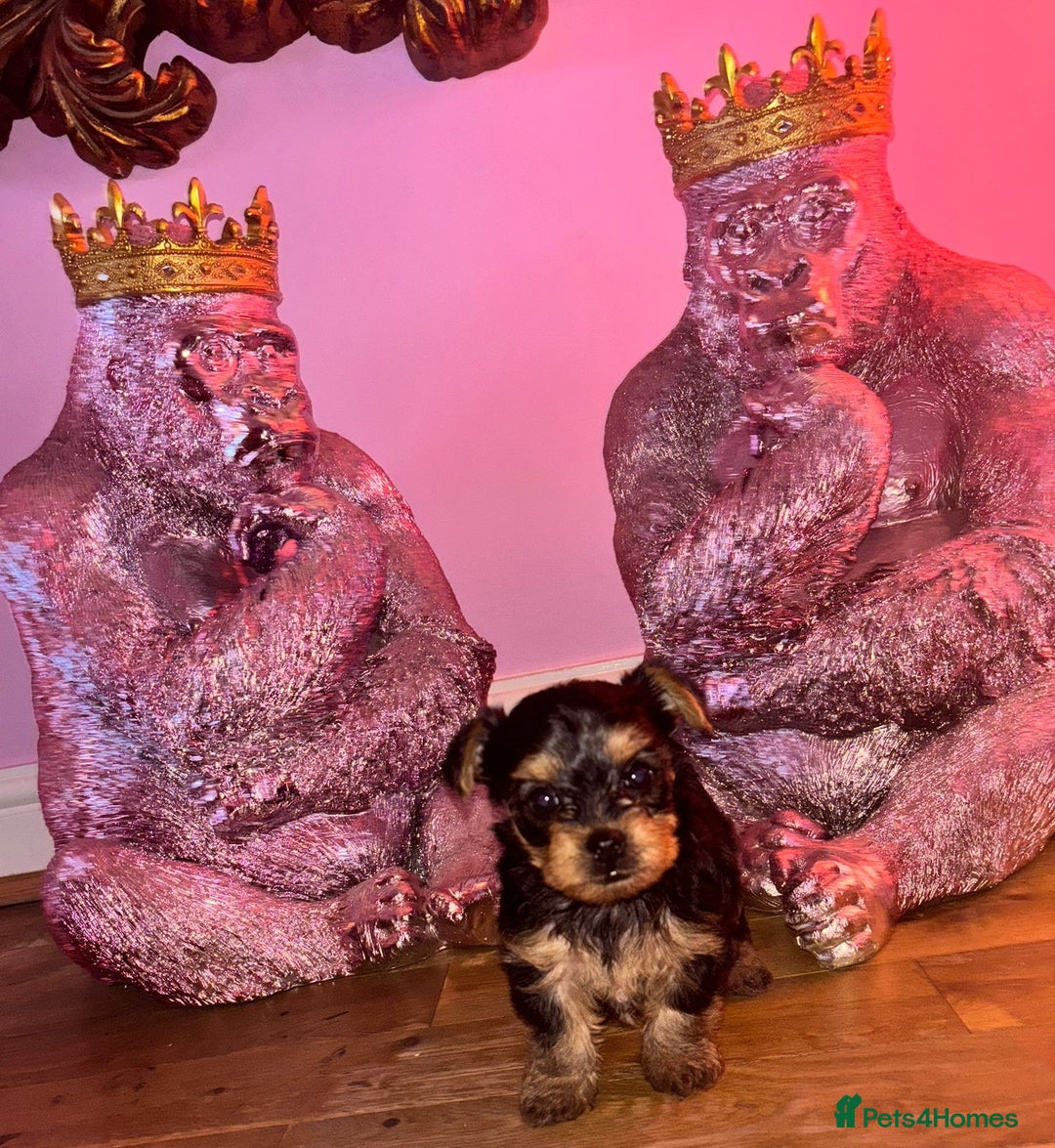 Yorkshire Terrier dogs for sale:  Yorkshire Terrier Puppies 😍🥰 2 available  - Image 2