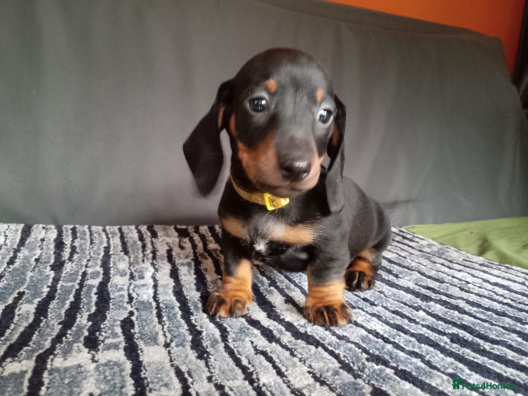 Dachshund dogs for sale: Beautiful dachshund babies  - Image 6