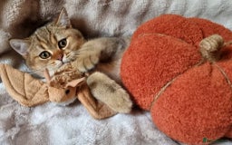 British Shorthair cats for sale: GOLDEN & COLOURPOINT BSH KITTENS, READY TO GO! - Image 4