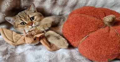 British Shorthair cats - Advert 5