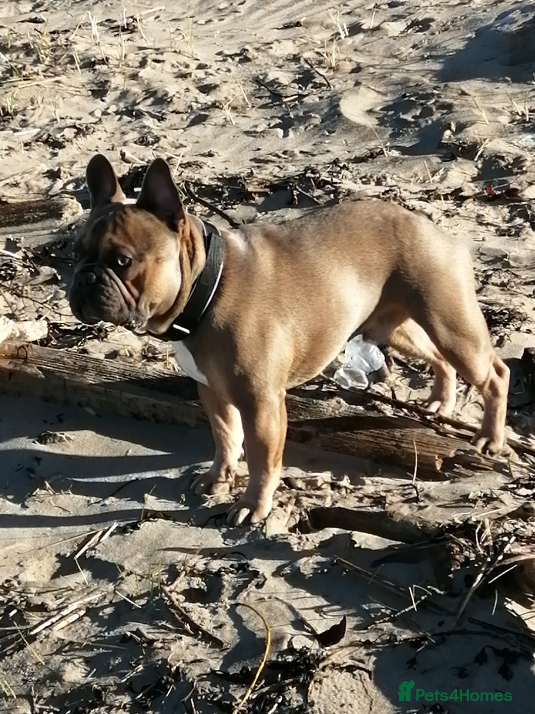 French Bulldog dogs for stud: Kc Reg Blue Fawn French Bulldog For Stud *PROVEN* in Irvine - Image 4
