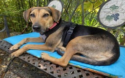 Mixed Breed dogs for adoption: Mavis – Almost 5 years old, female, hound mix - Advert 3