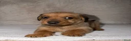 Mixed Breed dogs for sale: Dameranian puppies for sale  - Advert 11