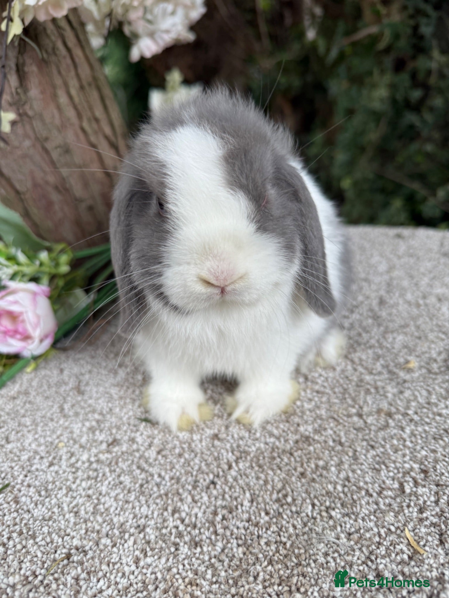 Mini Lop rabbits Baby mini lops available to reserve  - Advert 3