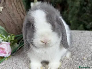 Mini Lop rabbits Baby mini lops available to reserve - Advert 3