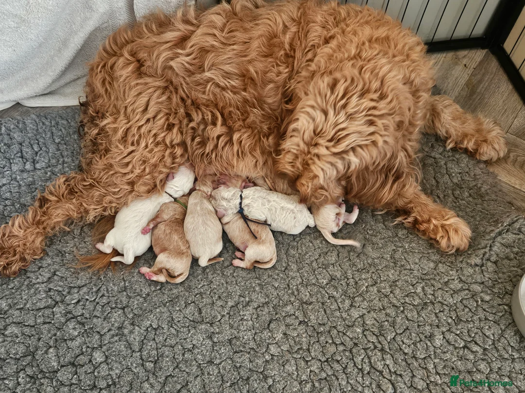 Mini Goldendoodle dogs for sale: MINI GOLDENDOODLE - Advert 15