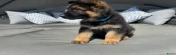 German Shepherd dogs for sale: 🐾 Beautiful kc German shepherd puppies🐾 - Advert 8