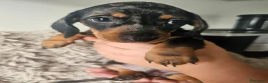 Dachshund 3