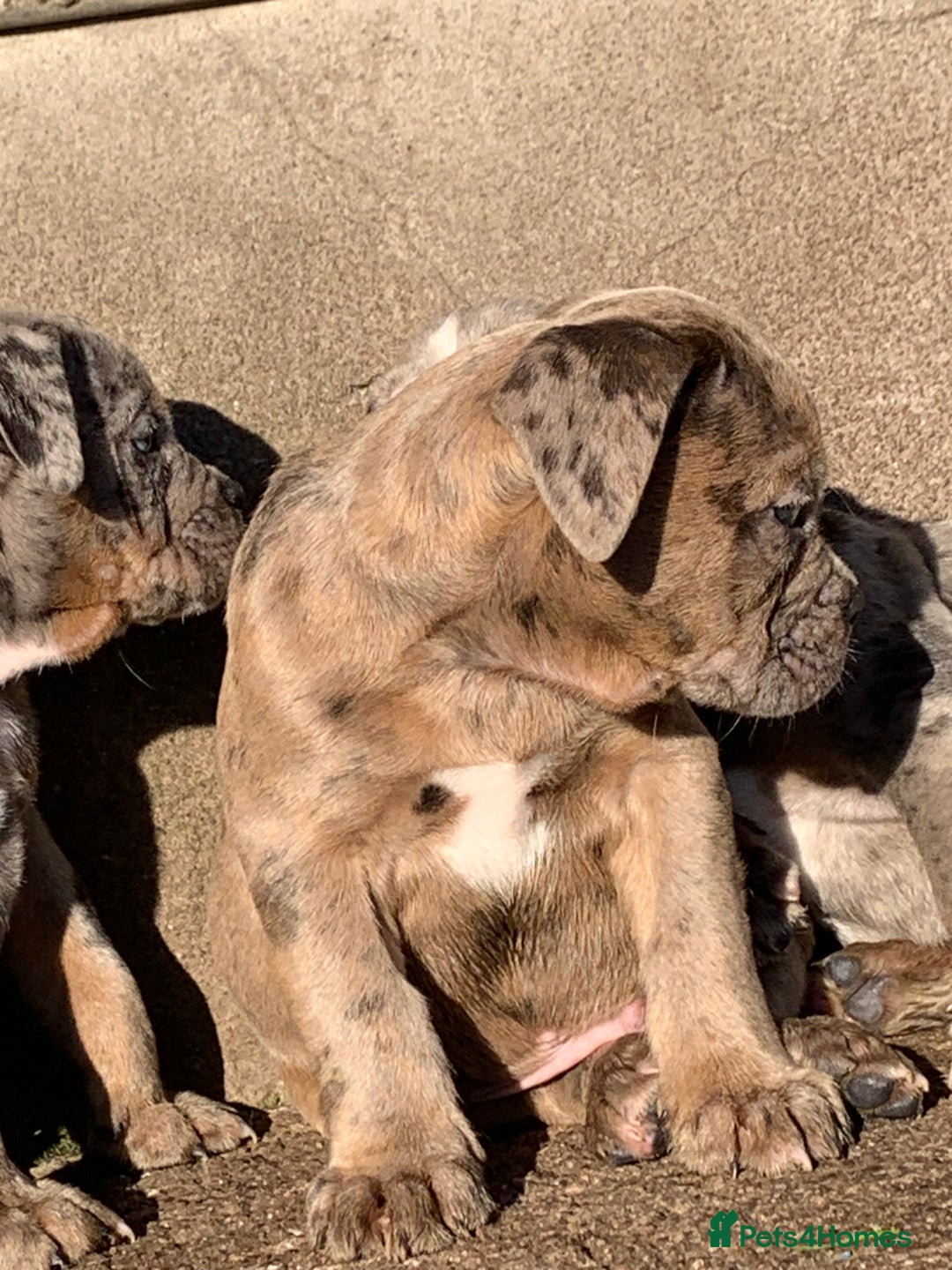 Olde English Bulldogge dogs for sale: Olde English bulldogges generational  - Advert 23