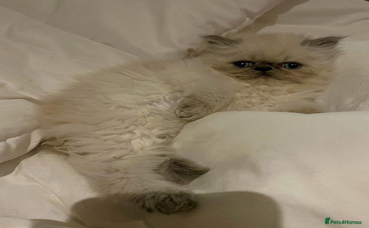Persian cats - Advert 3