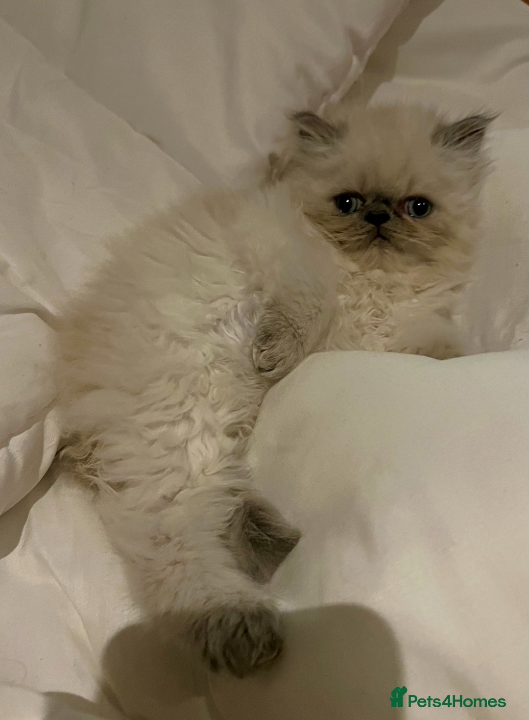 Persian cats for sale: Colourpoint peke faced Persian kittens ready to go - Image 1