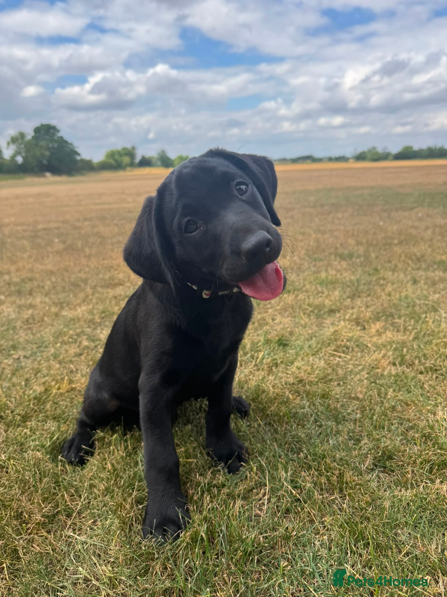 Labrador Retriever dogs KC registered pedigree black Labradors-ready 12/07 - Advert 1
