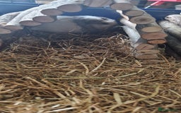 Guinea Pig rodents for sale: 2 beautiful female guinea pigs - Advert 2