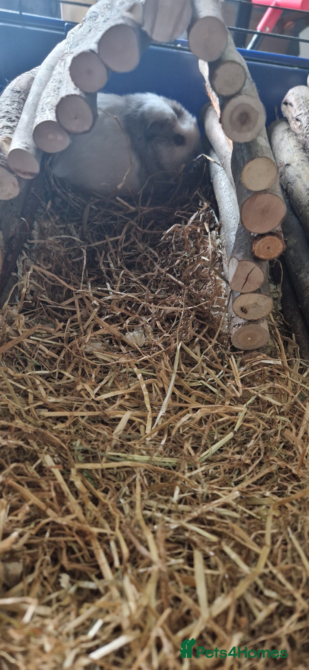 Guinea Pig rodents for sale: 2 beautiful female guinea pigs - Advert 2