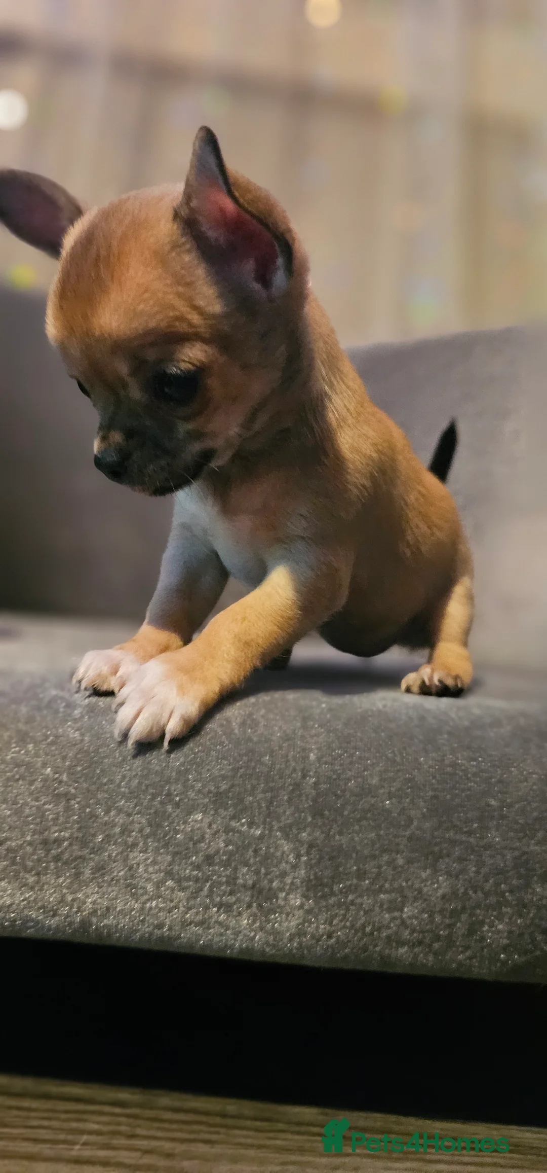 Chihuahua dogs for sale: Chiuahuah pups......lilac merle, fawn, white brown - Advert 18