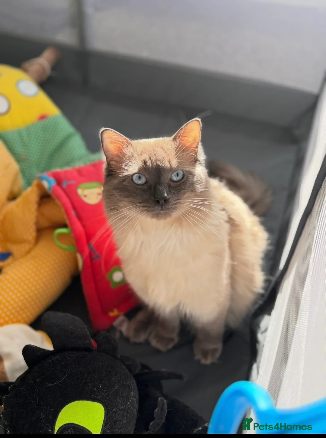 Ragdoll cats for stud: Blue Point Ragdoll for stud 🩵 - Advert 3