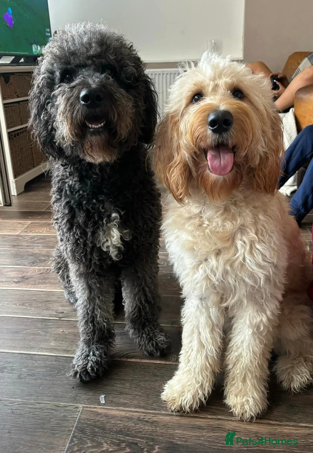 Goldendoodle dogs for sale: MultiGen Goldendoodles  - Image 14