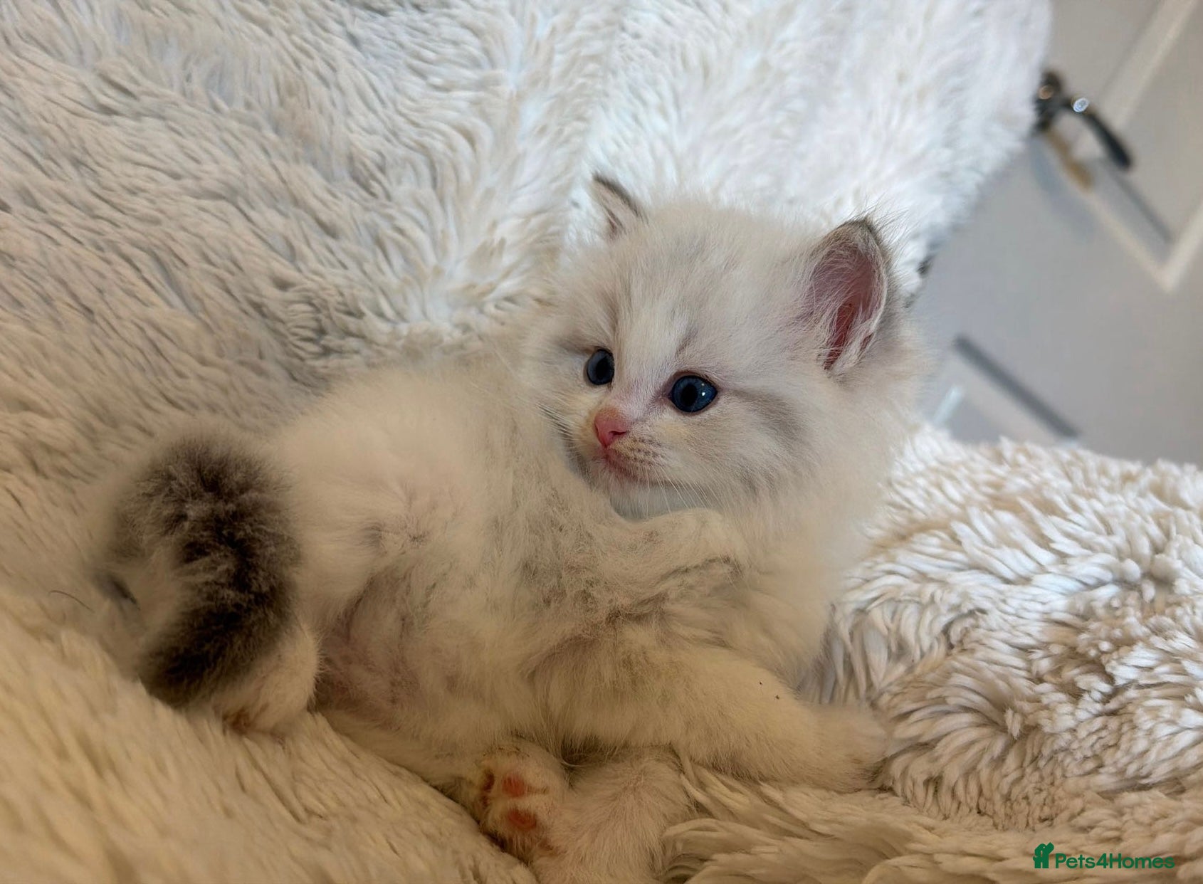 Ragdoll cats Blue Bi-Colour European Kittens!🩵 - Advert 2