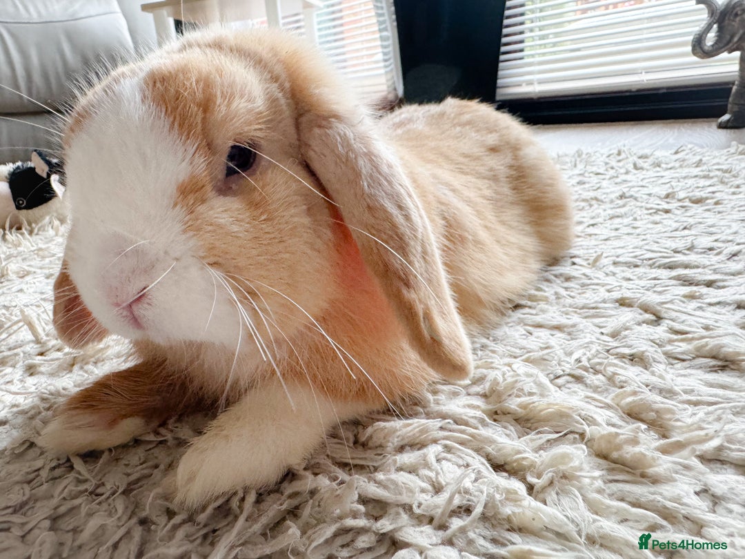 Mini Lop rabbits for sale: Mini Lop Buck  - Advert 8