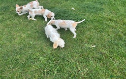 Cavapoo dogs for sale: Looking for forever homes - Image 10