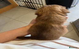 Mixed Breed dogs for sale: Chihuahua cross terrier puppies  - Image 22