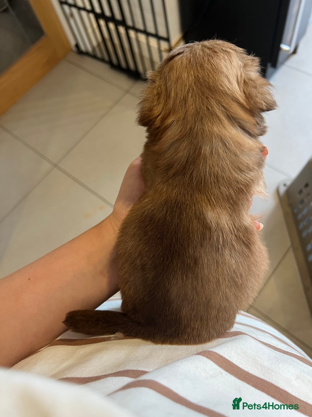 Mixed Breed dogs for sale: Chihuahua cross terrier puppies  - Image 22