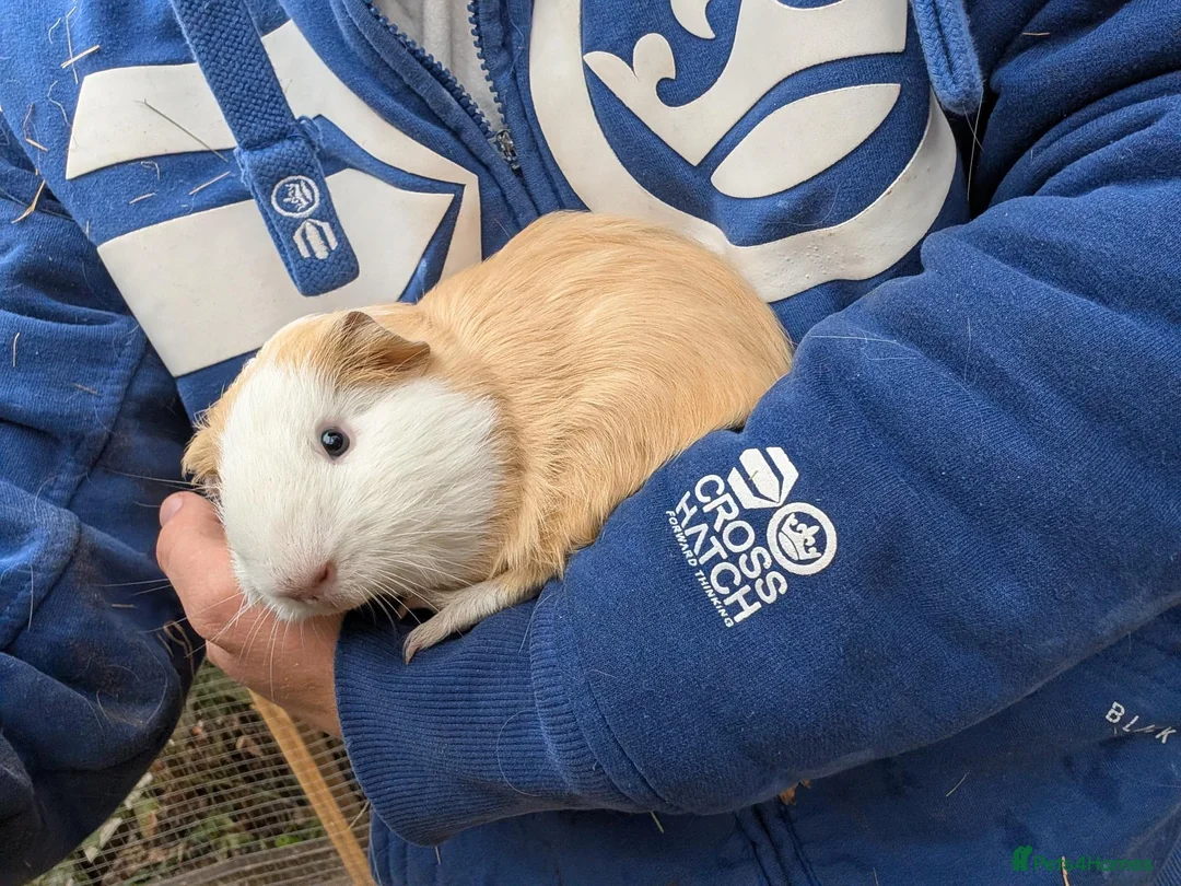 Guinea Pig rodents for sale: Young boy guinea pig  - Advert 2