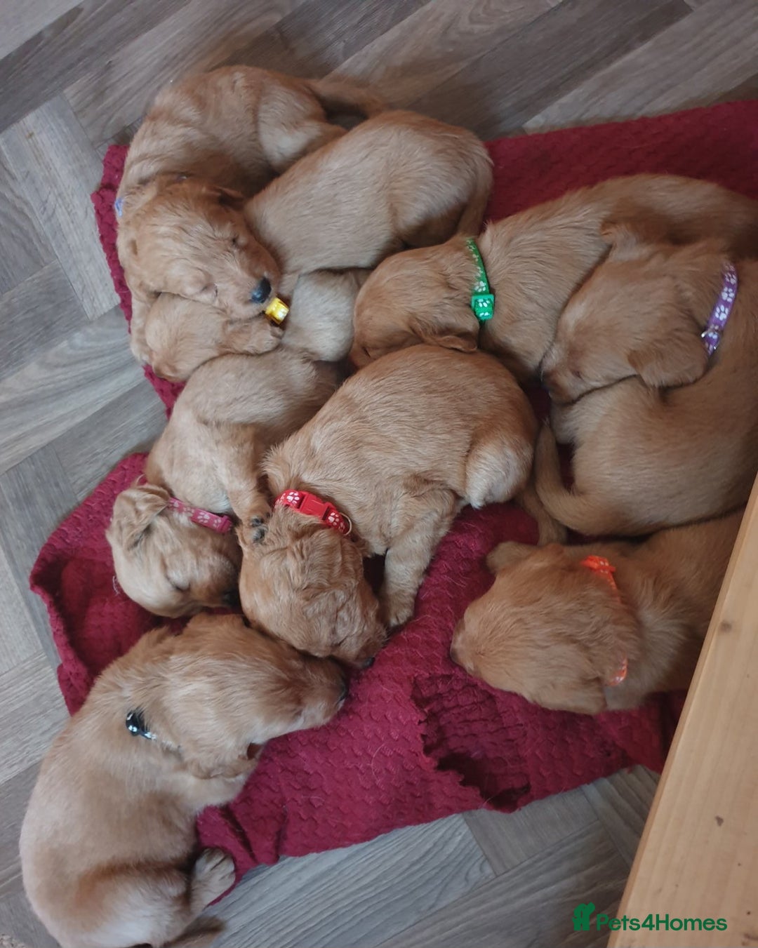 Labradoodle dogs for sale: F1 Miniature labradoodles 4 GIRLS LEFT  - Image 8