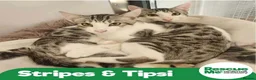 Bengal cats for adoption: Tipsy & Stripe - Bengal mix duo in Liverpool - Advert 1