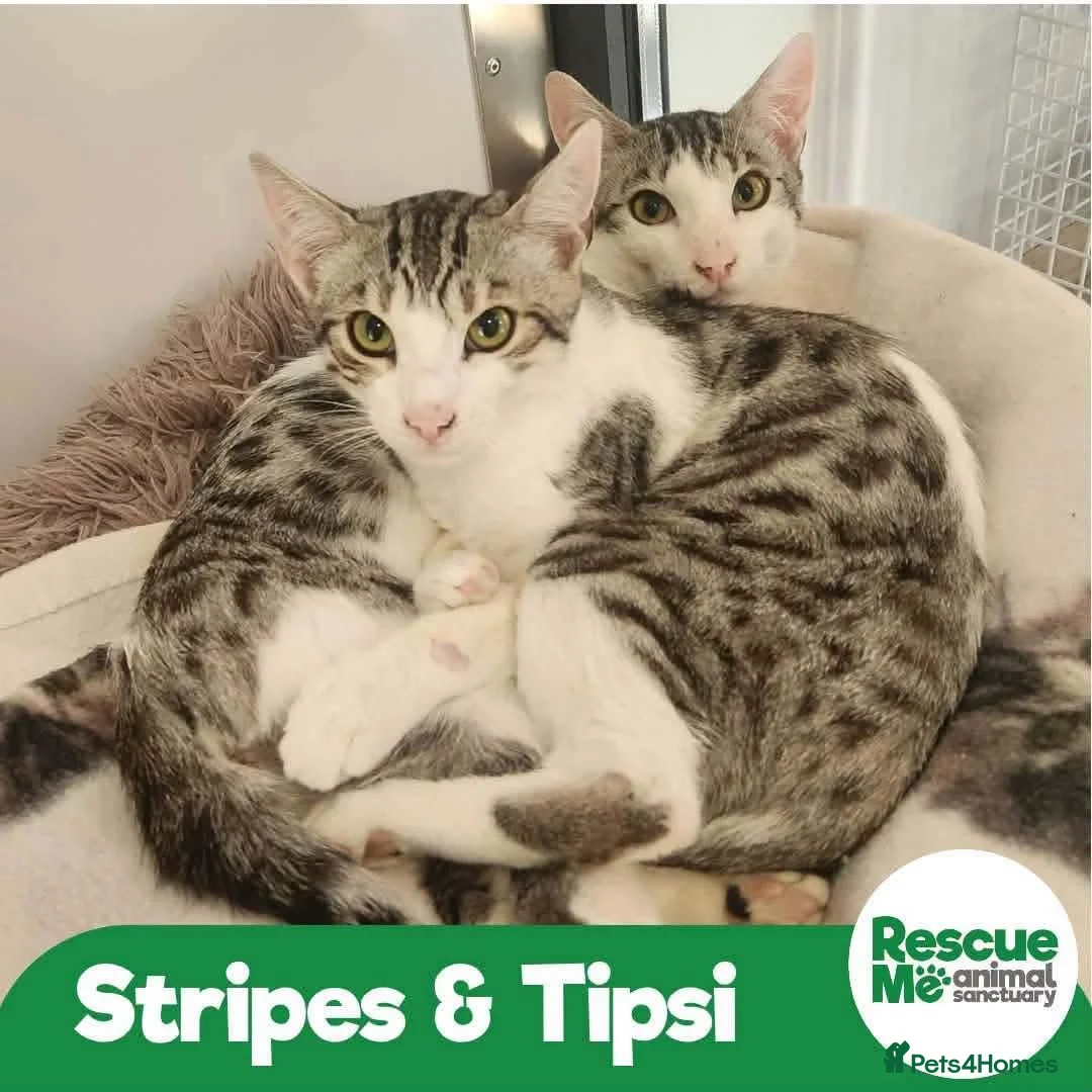 Bengal cats for adoption: Tipsy & Stripe - Bengal mix duo in Liverpool - Advert 1