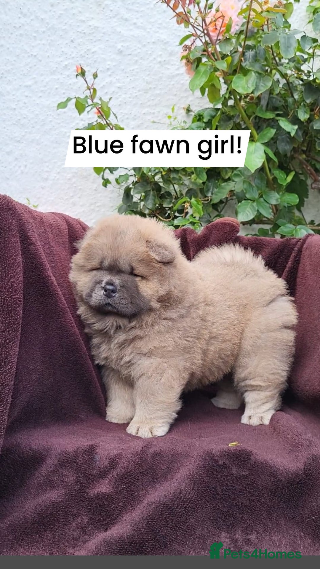 Chow Chow dogs for sale: Chow Chow Puppy 1 - 5 star KC registered Chow Chow puppies - Image 11