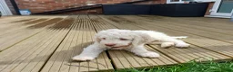 Lagotto Romagnolo dogs for sale: Reduced Lagotto Vet Checked/Chipped/Vaccinated   - Advert 11