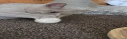 British Shorthair cats for sale:  Ready Now dual registered active,please read - Advert 8
