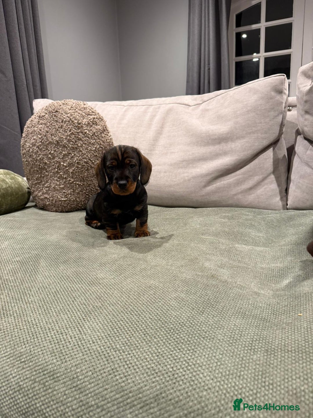 Dachshund dogs for sale: Dachshund puppies - Advert 3