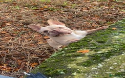 French Bulldog dogs for sale: eA SIBERIAN HUSKY FRENCH BULLDOG - Image 2