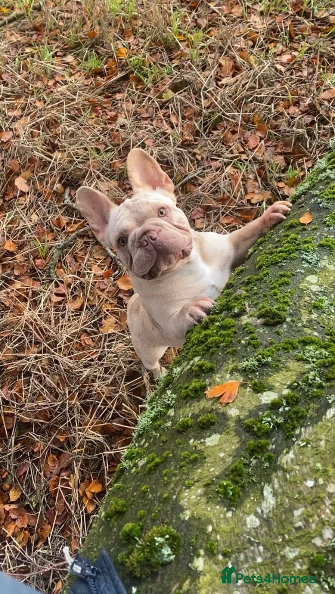 French Bulldog dogs for sale: eA SIBERIAN HUSKY FRENCH BULLDOG - Image 2