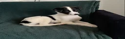Mixed Breed dogs for sale: Old style Lurcher puppies - Ready now  - Advert 8