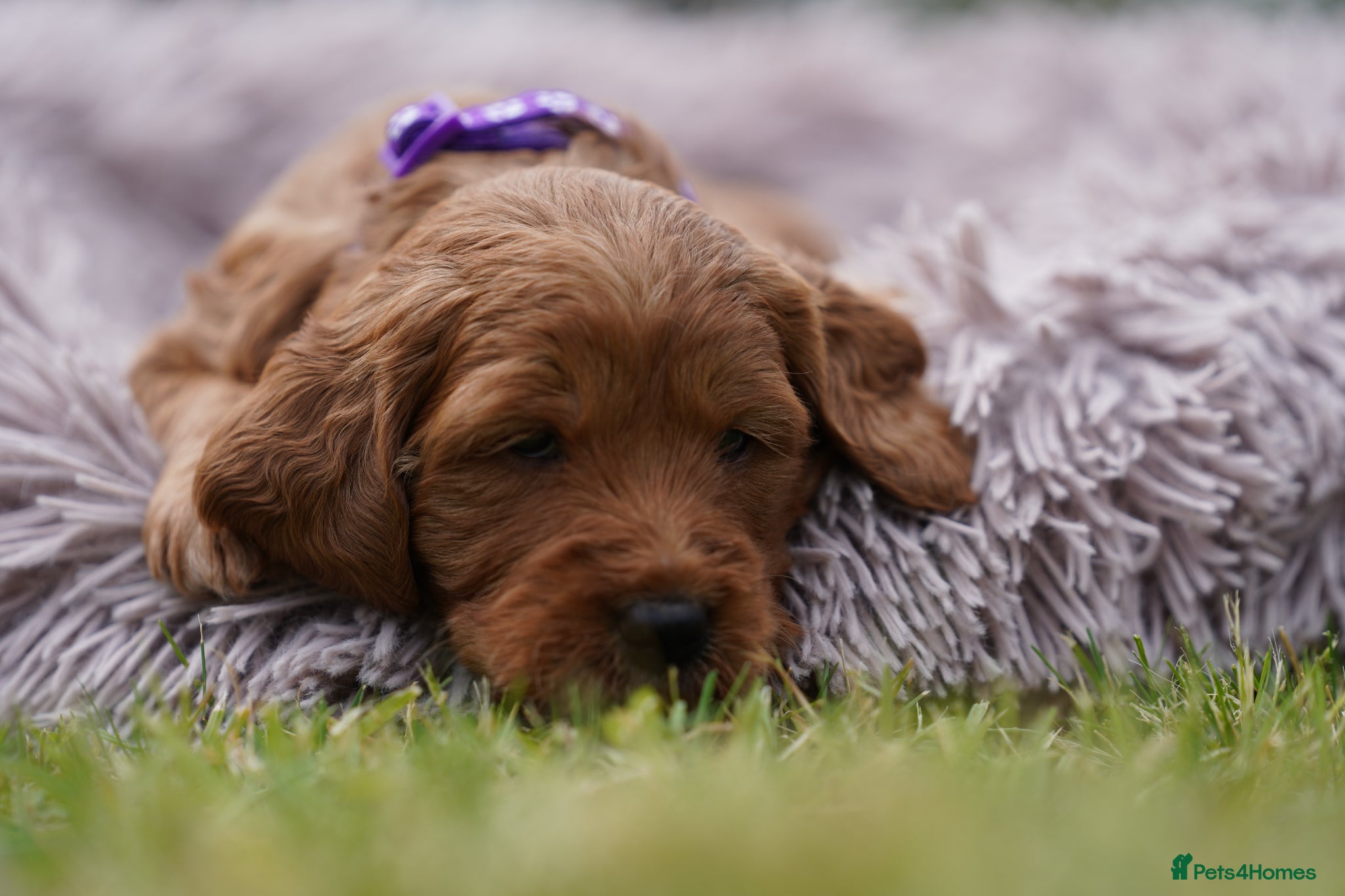 Mini Goldendoodle dogs 1 GIRL F1 MINI GOLDENDOODLE - Advert 1